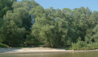 Die Donau bei Orth - ein Strand mit Bäumen im Hintergrund.