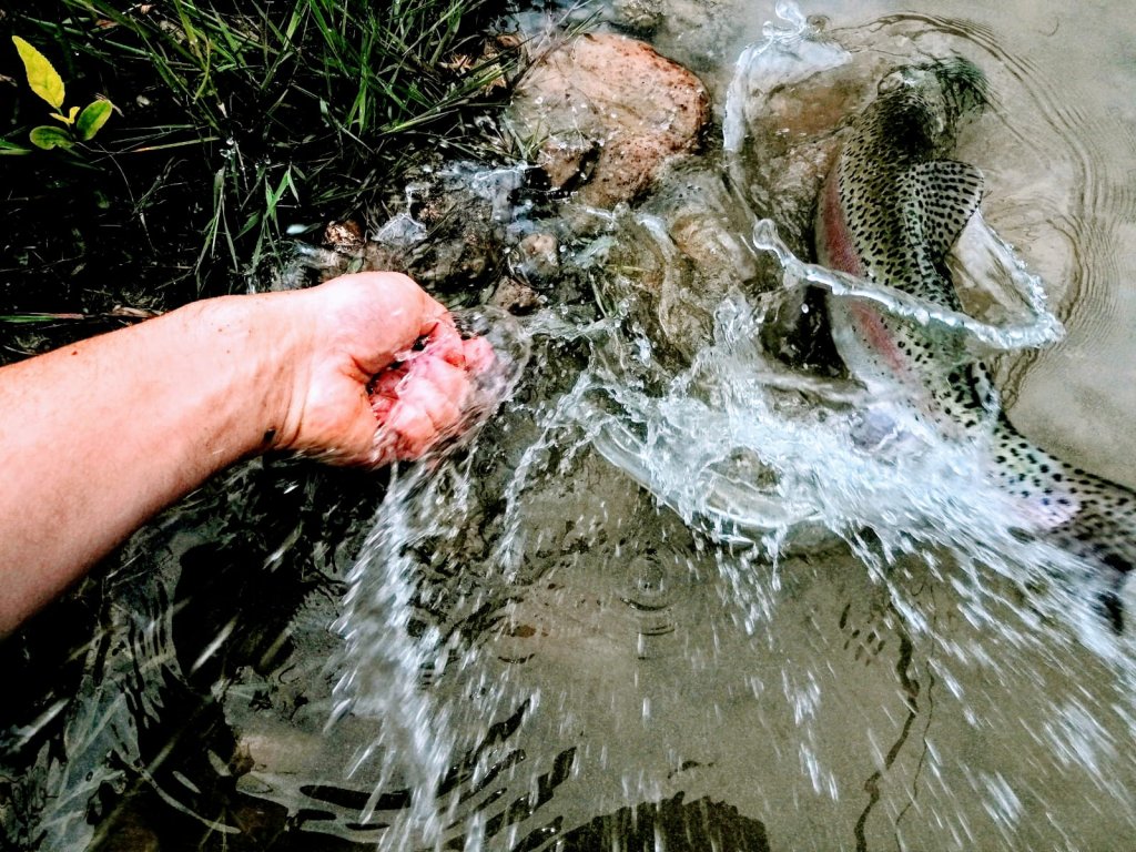 fisch am davonschwimmen mit wellen