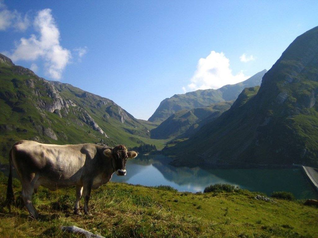 Ein Kuh vor dem Spullersee