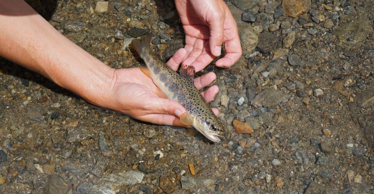 Mindestmasse Und Schonzeit Forelle Fischerhutte Hejfish Com