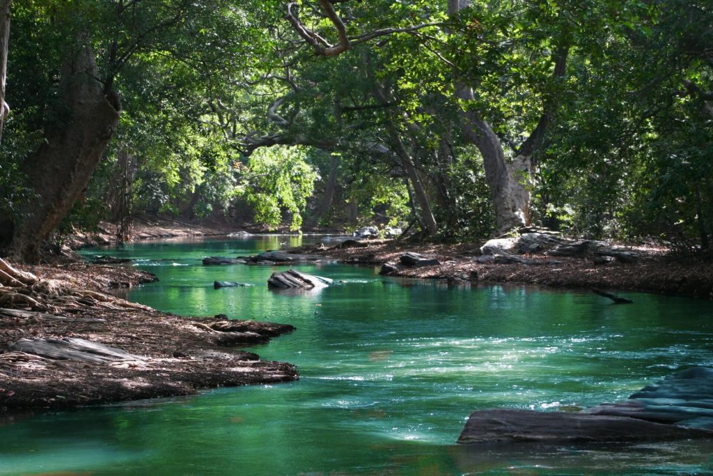 Langsam fließender Bach mit Bäumen am Ufer und Steinen im Wasser.