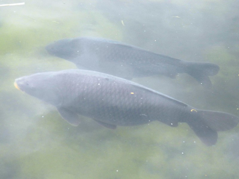 Graskarpfen im Wasser